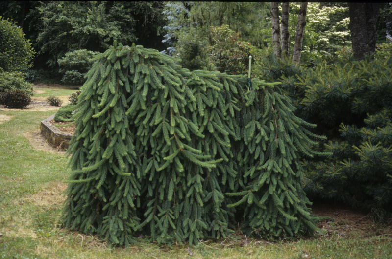 Molid Plangator - Picea Abies Pendula
